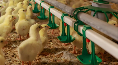 Kümes ekipmanları tedarik hizmeti görseli