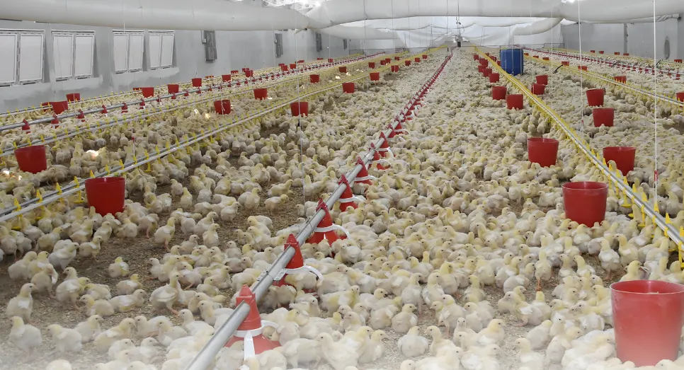 Eleksan Kümes Sistemleri