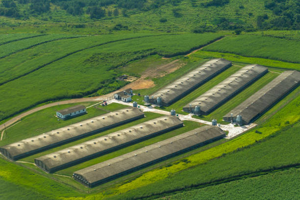 Eleksan kümes ekipmanları